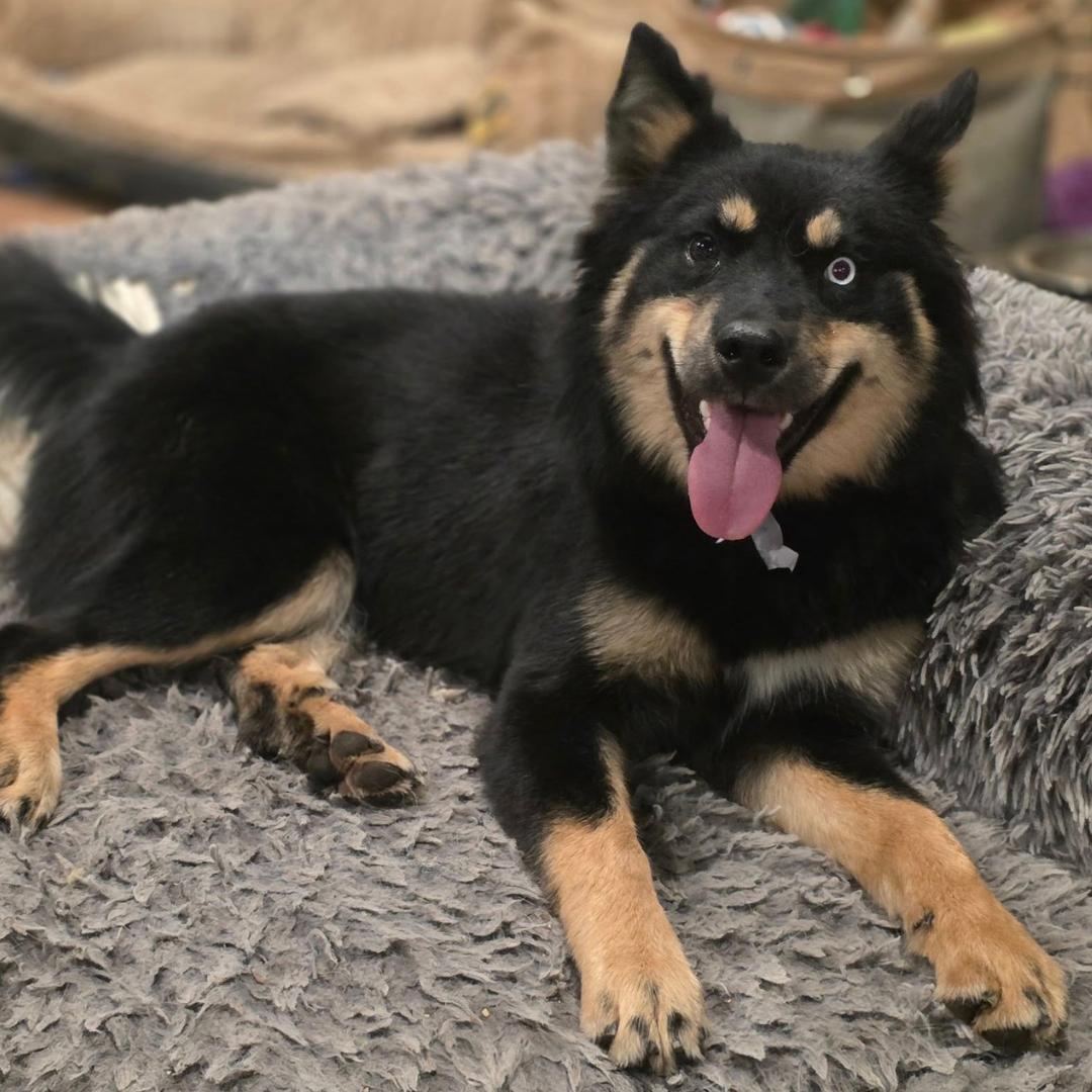 Missy, a Adoptable mixed breed in Elk, WA image 2/6