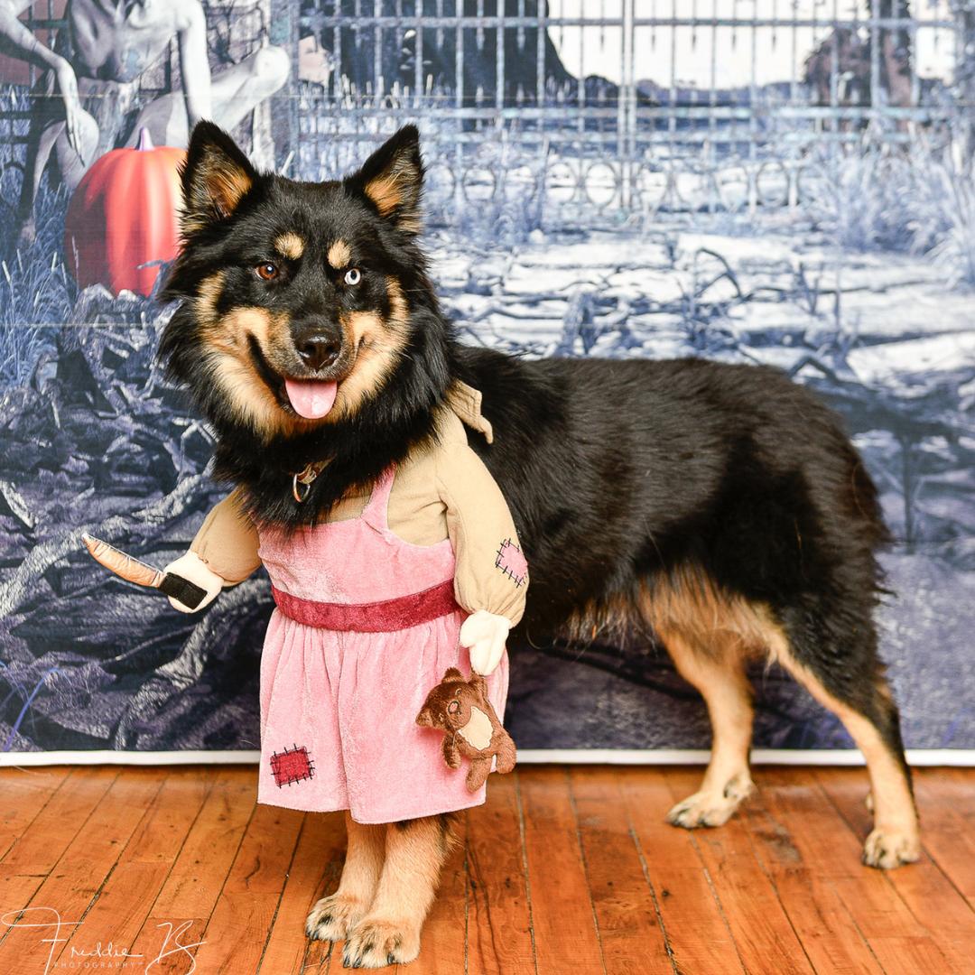 Missy, a Adoptable mixed breed in Elk, WA image 5/6