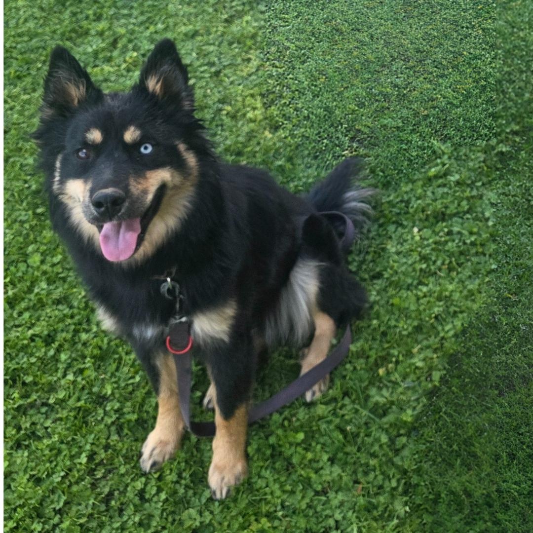 Missy, Adoptable, Adult Female Siberian Husky & Australian Shepherd.