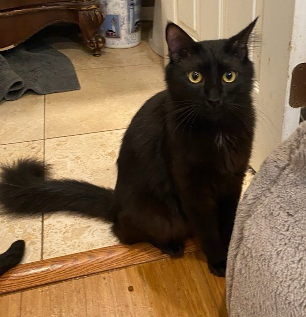 Cat for adoption Hera, a Domestic Short Hair Mix in San Juan