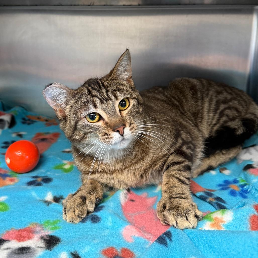 Mitzy, Adoptable, Young Female Domestic Short Hair.