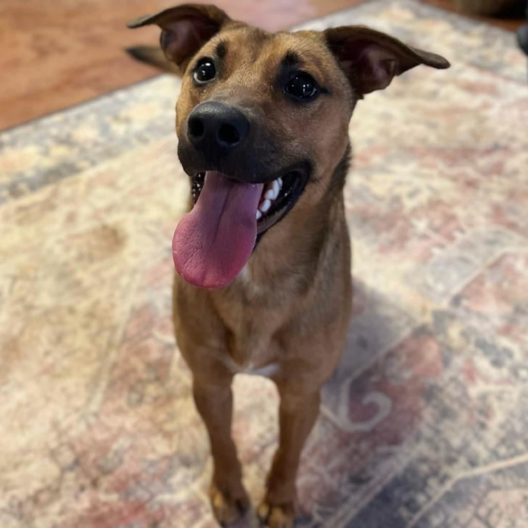 Enlarge Scooby, a Adoptable mixed breed in Clarksville, AR image 1/4