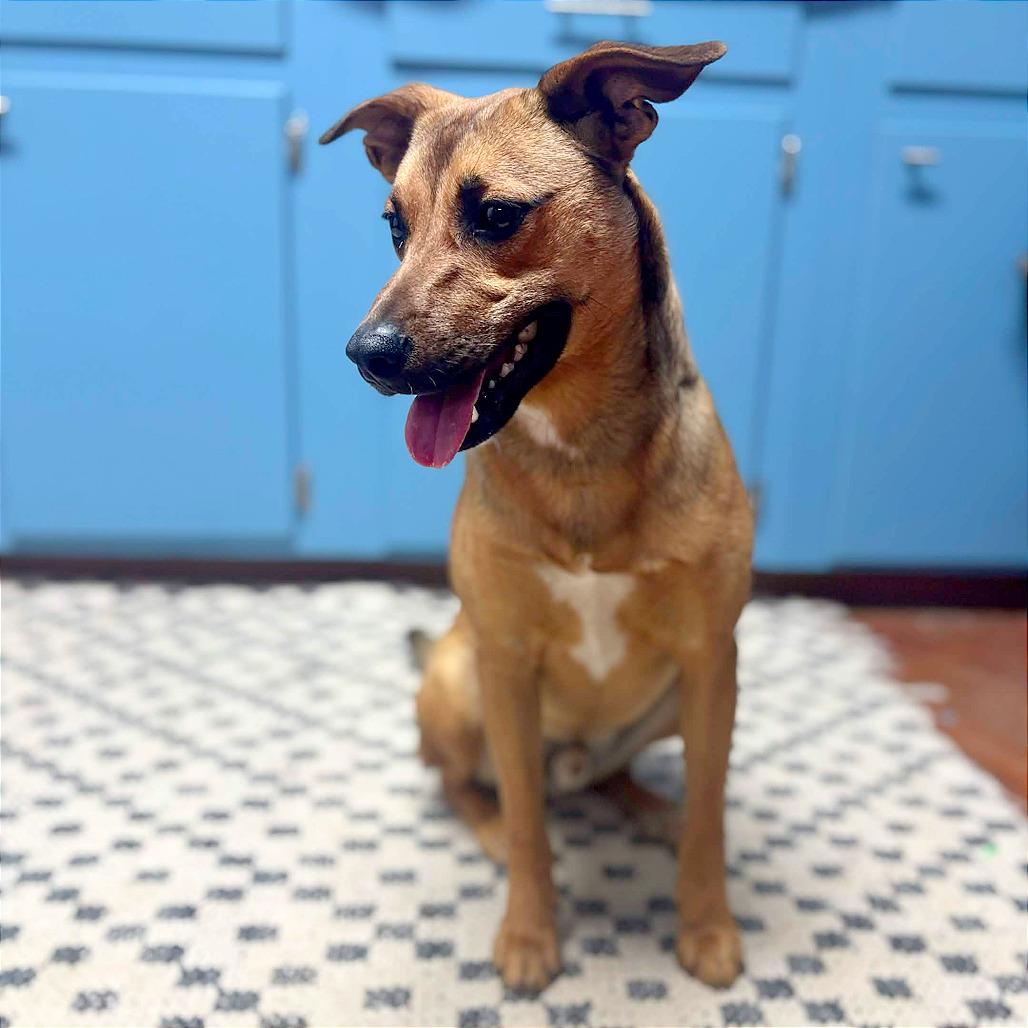 Enlarge Scooby, a Adoptable mixed breed in Clarksville, AR image 2/6