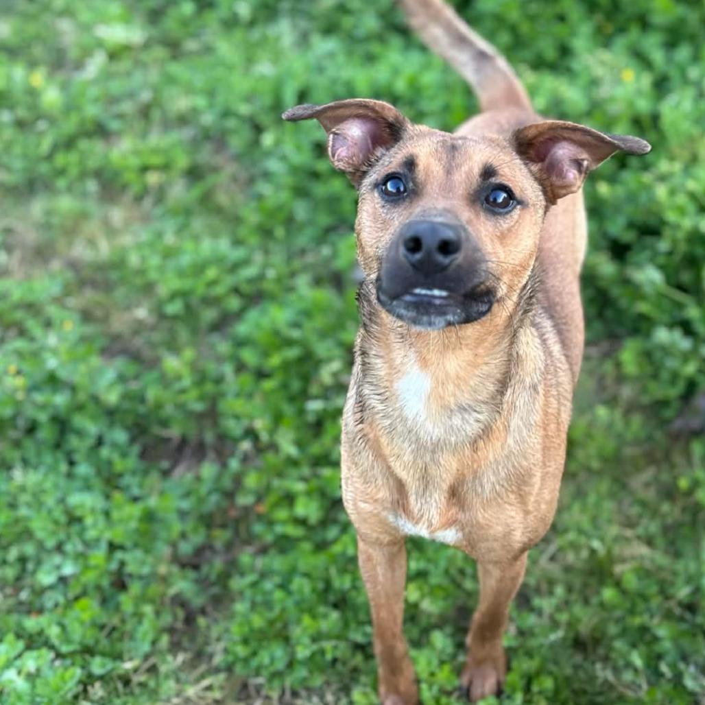 Enlarge Scooby, a Adoptable mixed breed in Clarksville, AR image 2/4