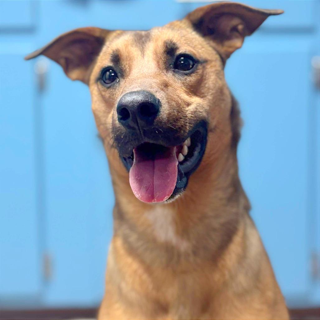 Enlarge Scooby, a Adoptable mixed breed in Clarksville, AR image 4/6