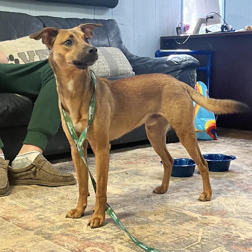 Enlarge Scooby, a Adoptable mixed breed in Clarksville, AR image 3/4
