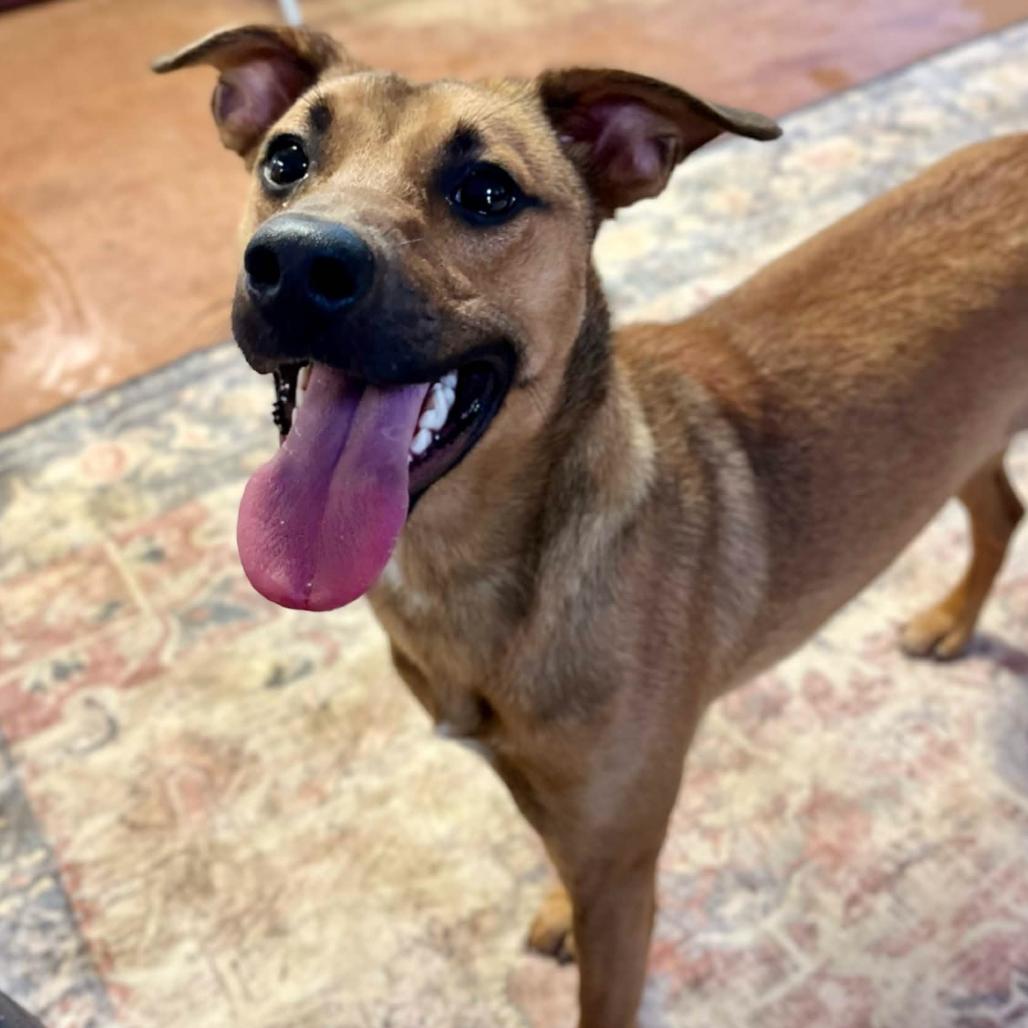 Enlarge Scooby, a Adoptable mixed breed in Clarksville, AR image 4/4