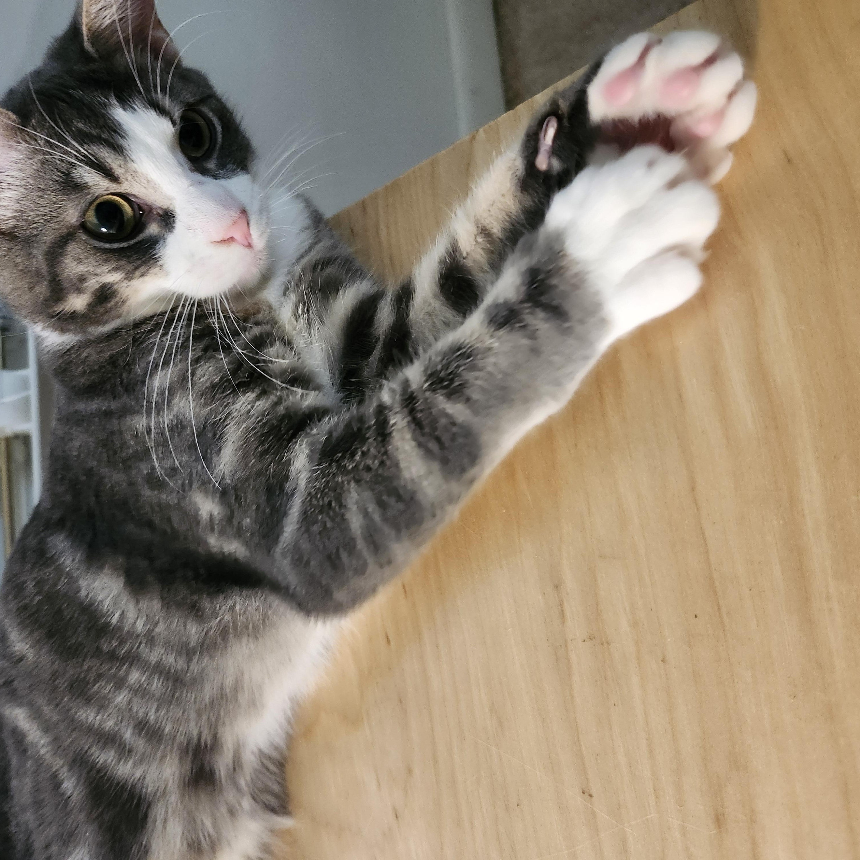 Enlarge OLLIE - WILD AND WONDERFUL BOY, a Adoptable American Shorthair in Bristow, VA image 3/4