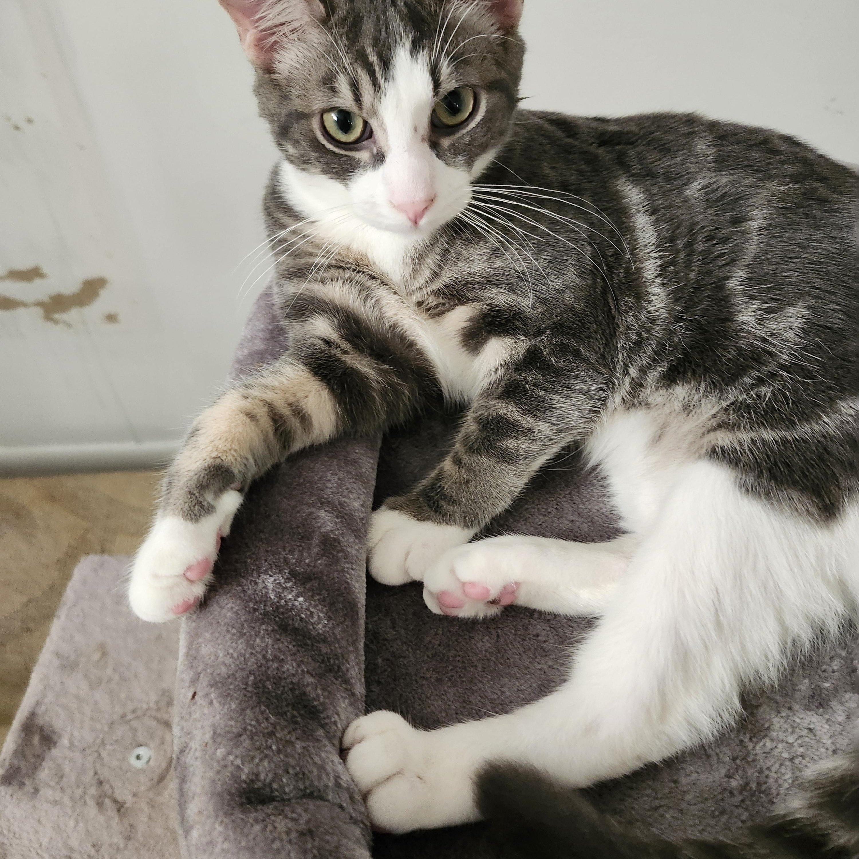 Enlarge OLLIE - WILD AND WONDERFUL BOY, a Adoptable American Shorthair in Bristow, VA image 4/4