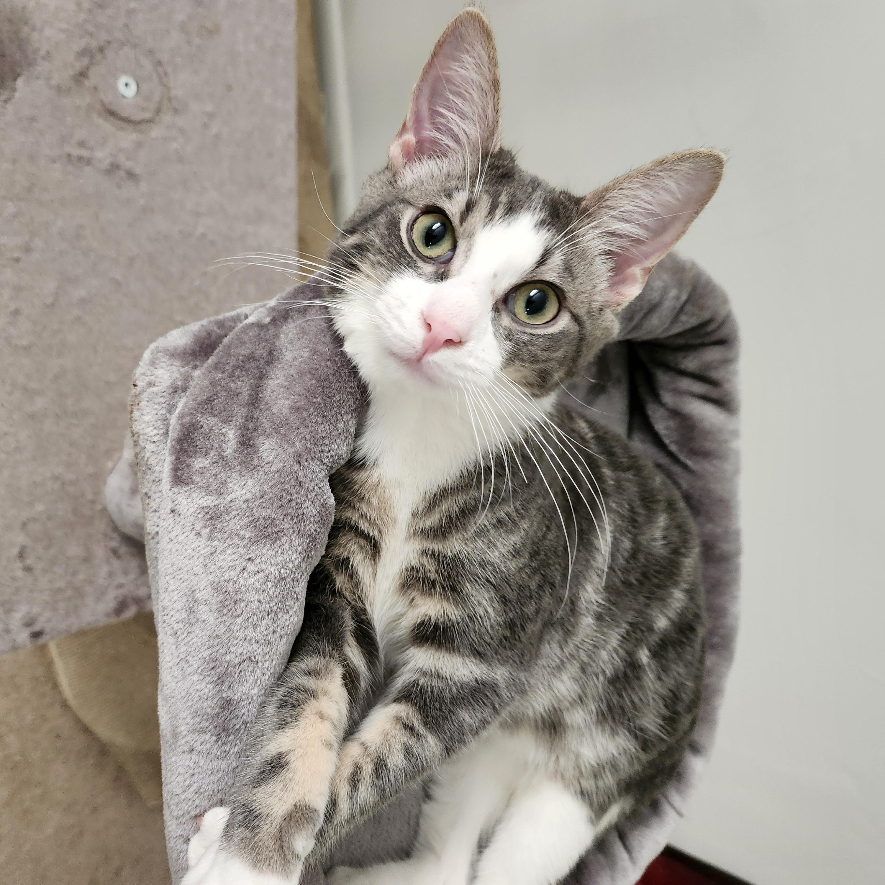 Enlarge OLLIE - WILD AND WONDERFUL BOY, a Adoptable American Shorthair in Bristow, VA image 1/4
