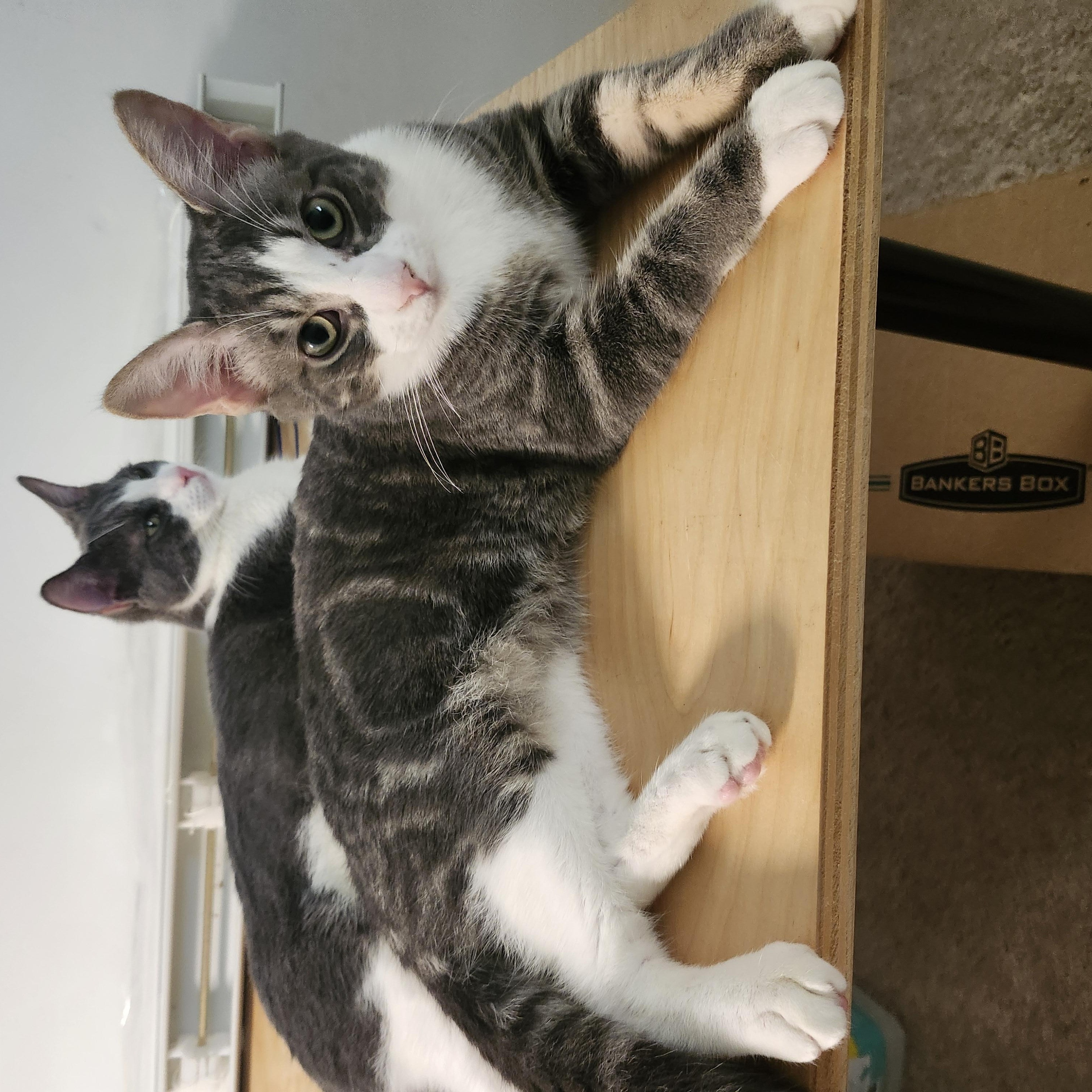 Enlarge OLLIE - WILD AND WONDERFUL BOY, a Adoptable American Shorthair in Bristow, VA image 2/4