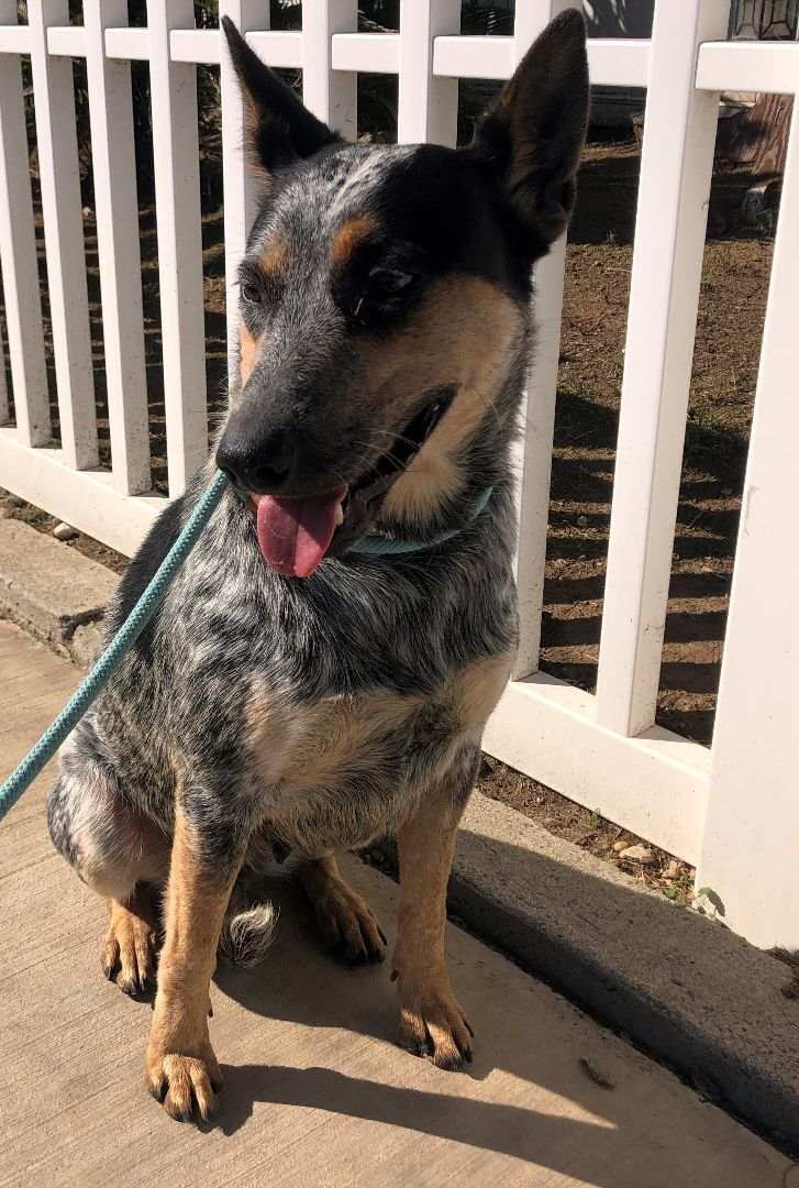 Blue, Adoptable, Young Male Australian Cattle Dog / Blue Heeler.