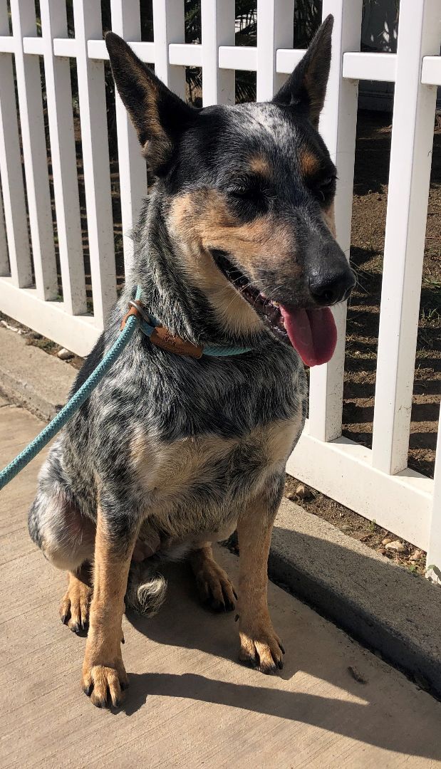 Blue, a Adoptable Australian Cattle Dog / Blue Heeler in Newport Beach, CA image 2/4