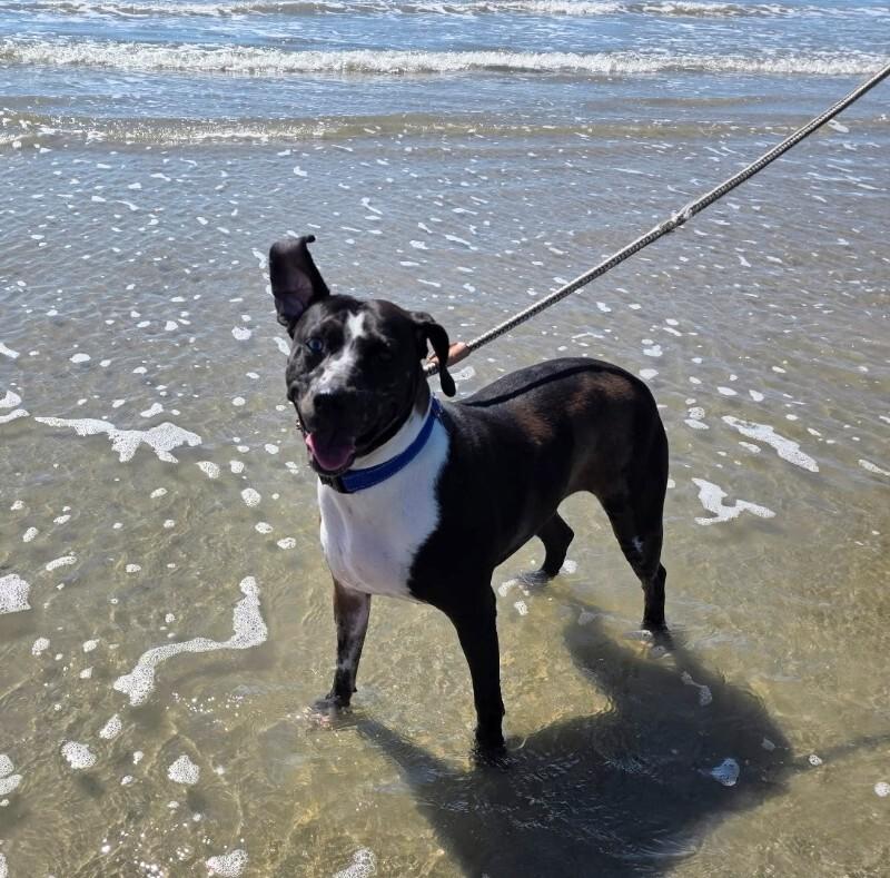 Betsy Blue — thumbnail 3