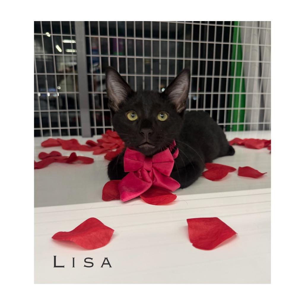 Enlarge Lisa, a Adoptable Domestic Short Hair in League City, TX image 1/3