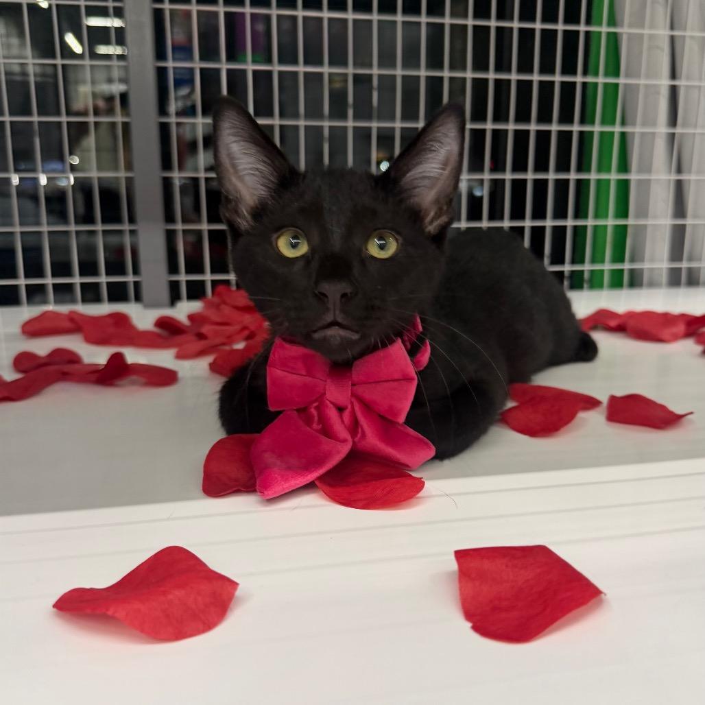 Enlarge Lisa, a Adoptable Domestic Short Hair in League City, TX image 2/3