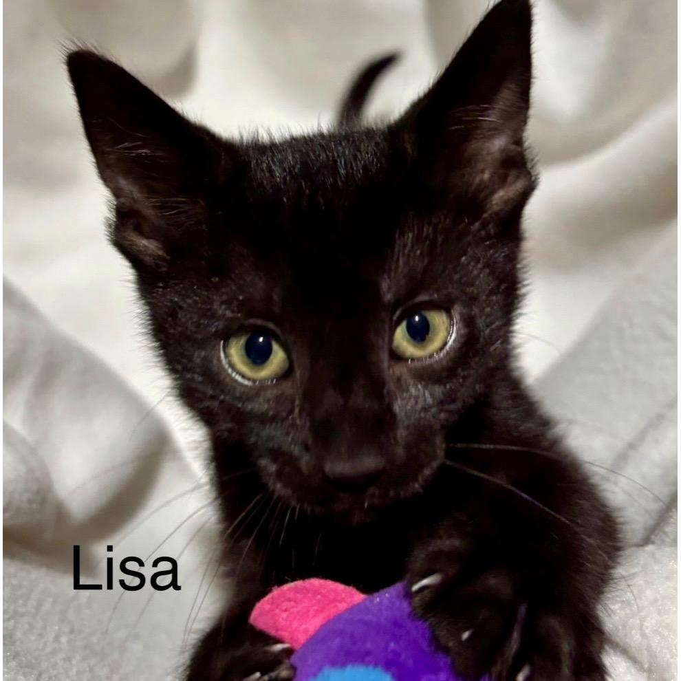 Enlarge Lisa, a Adoptable Domestic Short Hair in League City, TX image 3/3