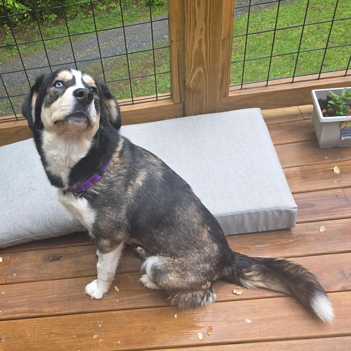 Enlarge Layla, a Adoptable mixed breed in Sylva, NC image 2/6
