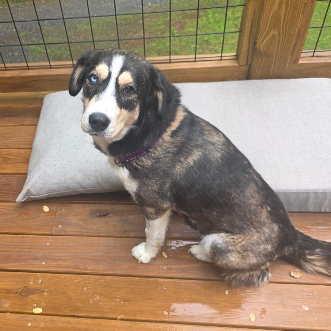 Enlarge Layla, a Adoptable mixed breed in Sylva, NC image 3/6