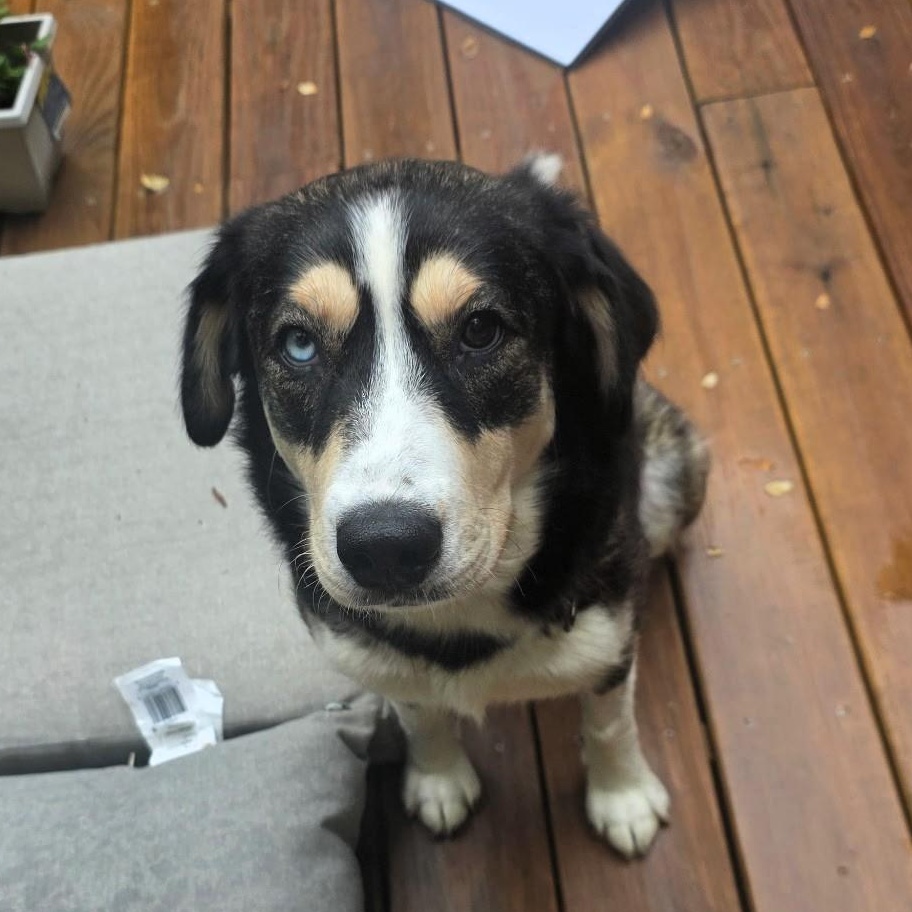 Layla, Adoptable, Adult Female Husky & Shepherd.