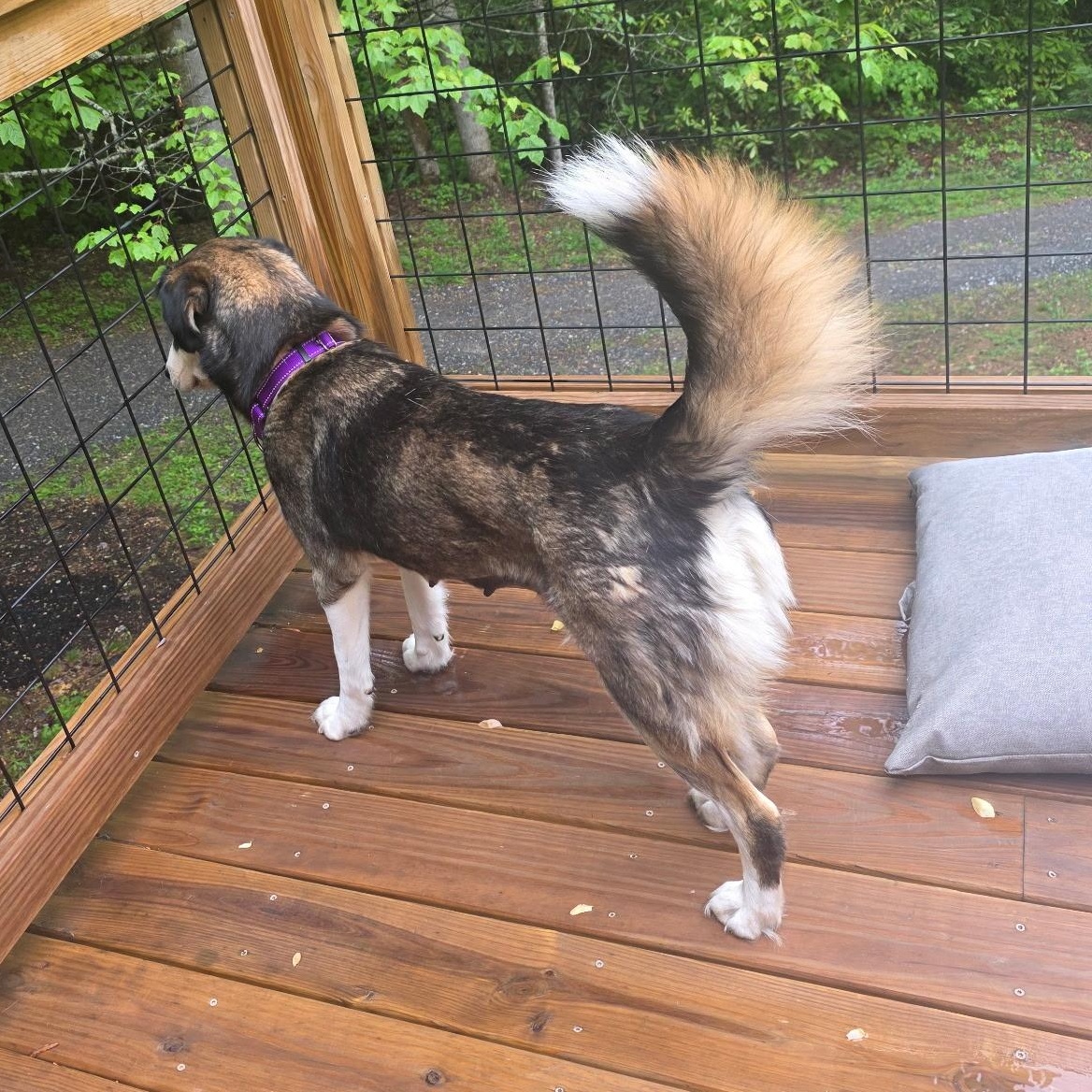 Enlarge Layla, a Adoptable mixed breed in Sylva, NC image 4/6