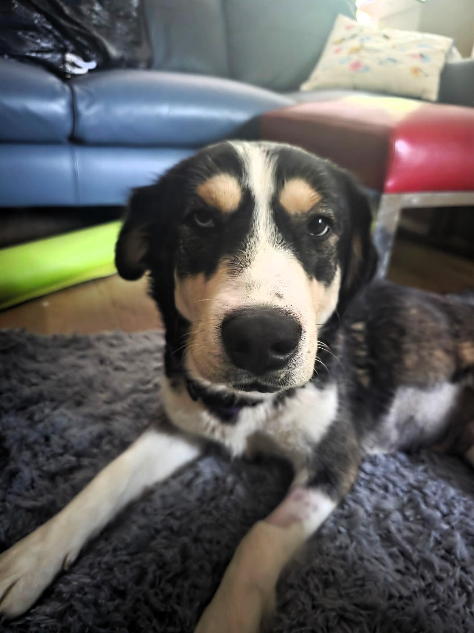 Enlarge Layla, a Adoptable mixed breed in Sylva, NC image 5/6