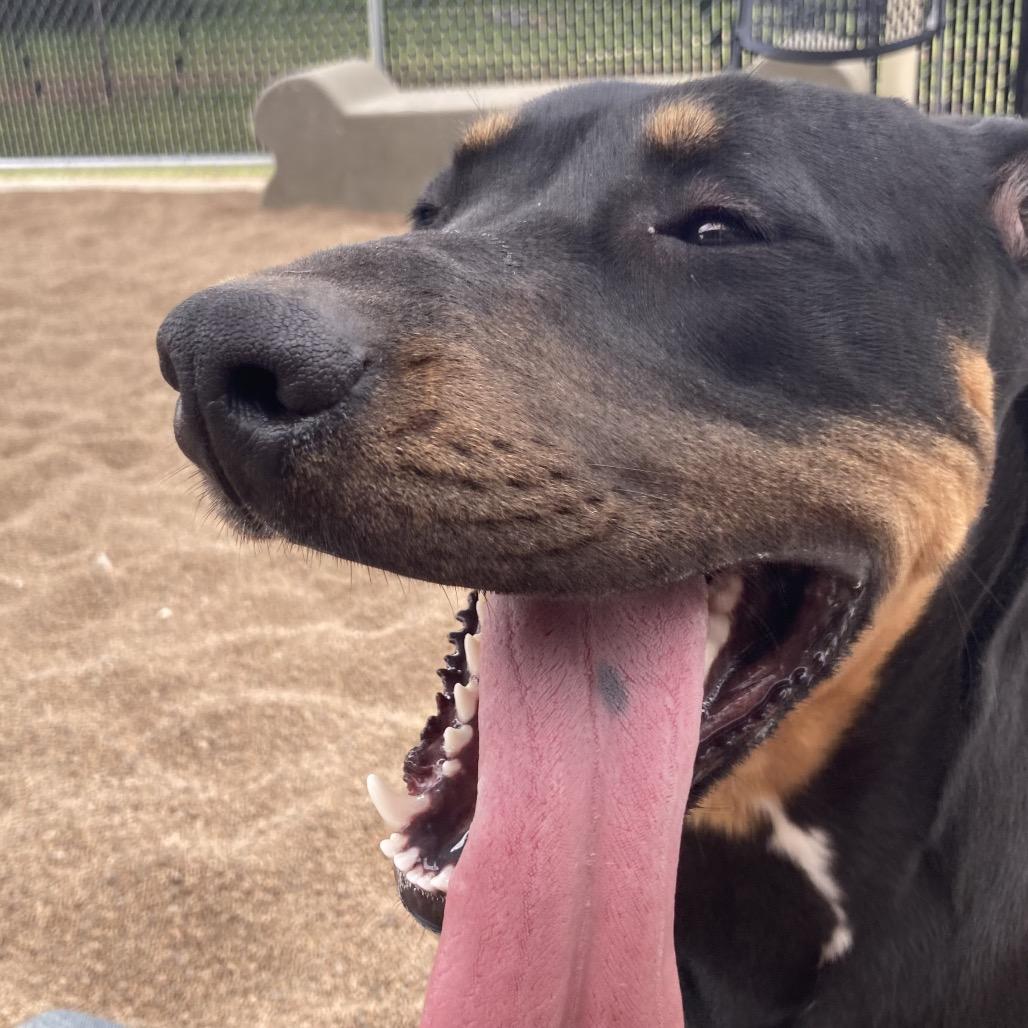 Winnie, Adoptable, Adult Female Pit Bull Terrier.