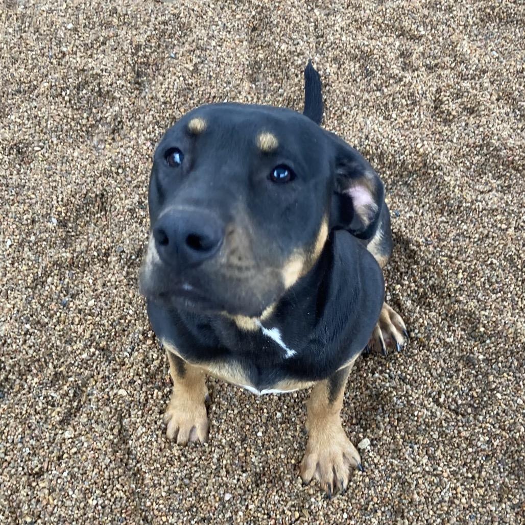 Winnie, a Adoptable mixed breed in Sand Springs, OK image 2/6