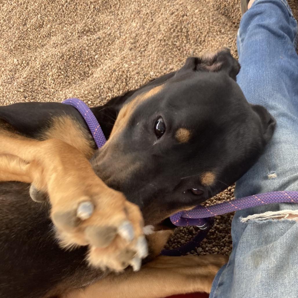 Winnie, a Adoptable mixed breed in Sand Springs, OK image 3/6