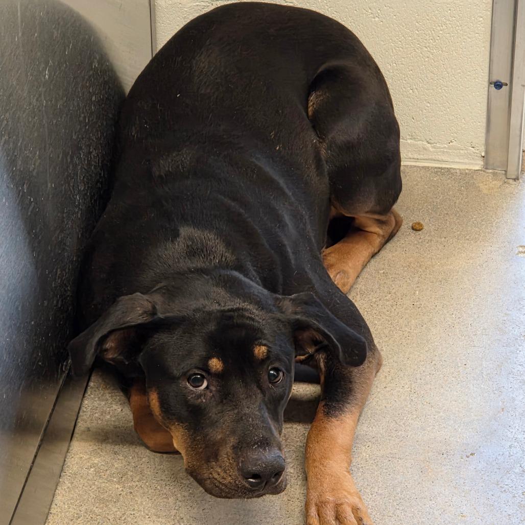 Winnie, Adoptable, Adult Female Pit Bull Terrier.