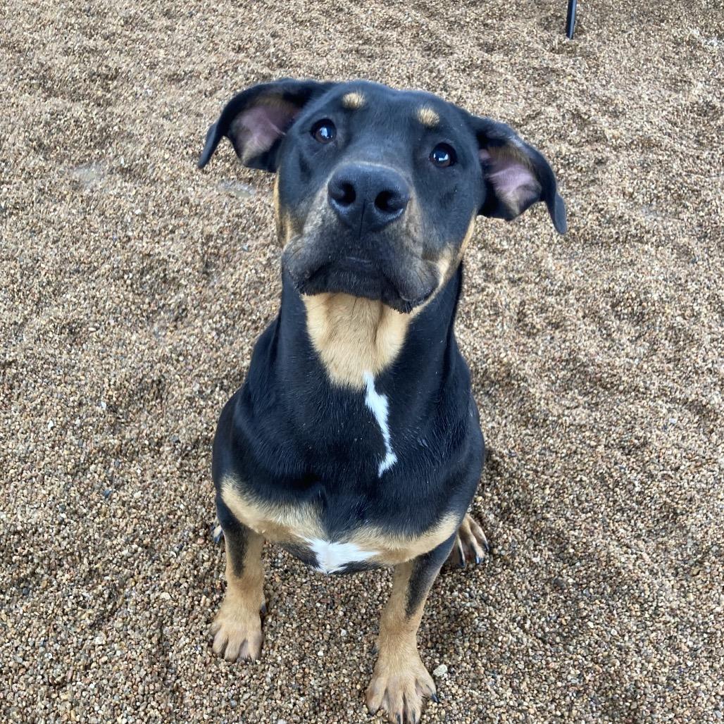 Enlarge Winnie, a Adoptable mixed breed in Sand Springs, OK image 3/6
