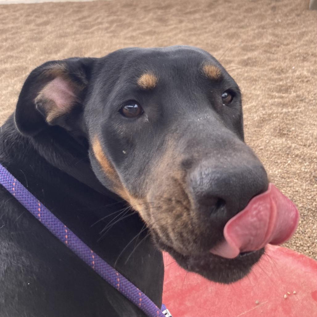 Winnie, a Adoptable mixed breed in Sand Springs, OK image 4/6