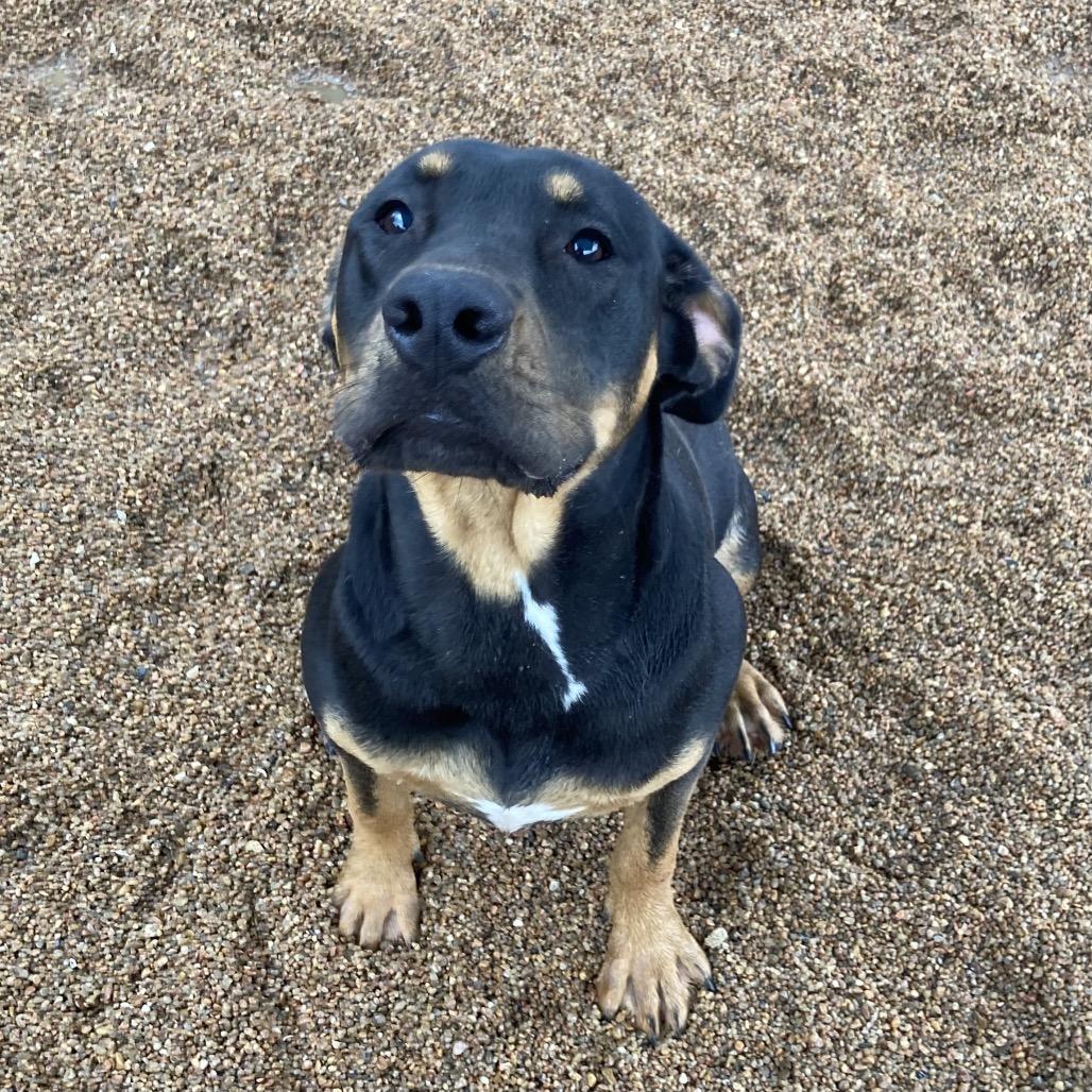 Winnie, a Adoptable mixed breed in Sand Springs, OK image 5/6