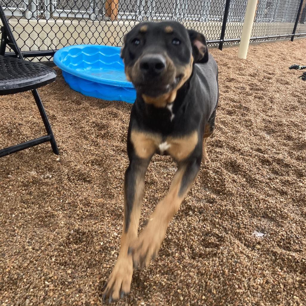 Winnie, a Adoptable mixed breed in Sand Springs, OK image 6/6