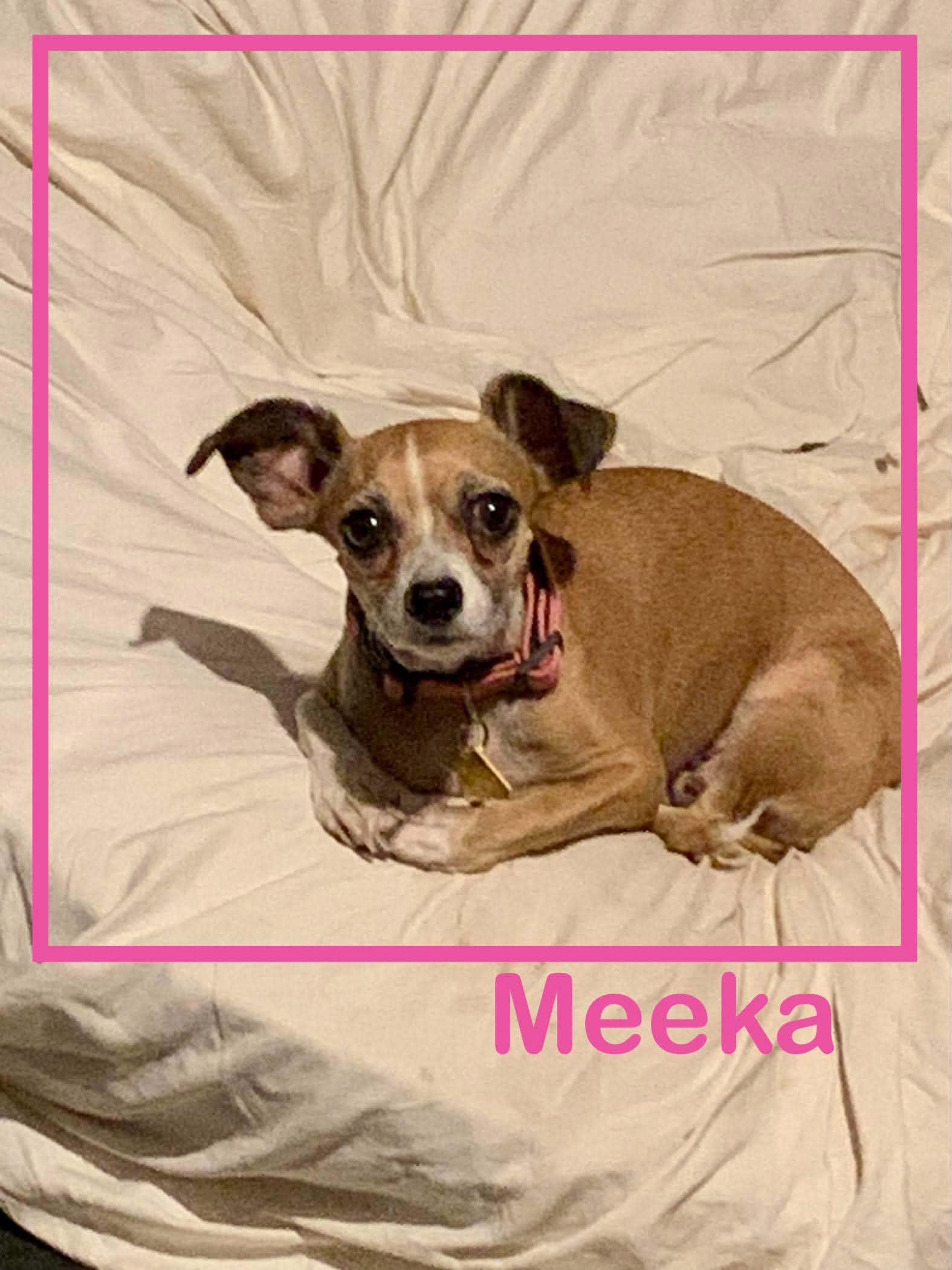 Enlarge Meeka, a Adoptable Chihuahua in Tempe, AZ image 1/1
