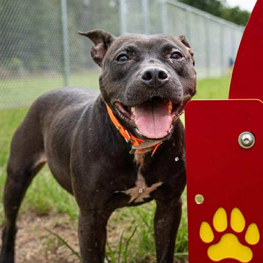 Ryka, Adoptable, Adult Female Mixed Breed & Mixed Breed.