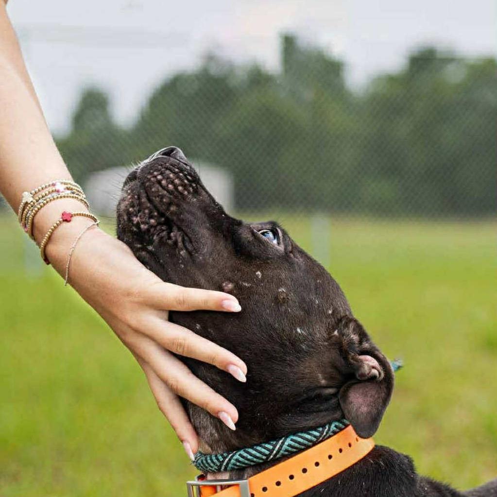 Enlarge Ryka, a Adoptable mixed breed in Titusville, FL image 2/6