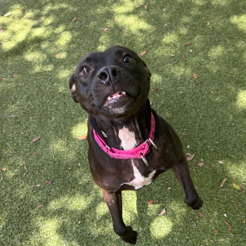 Enlarge Ryka, a Adoptable mixed breed in Titusville, FL image 3/6