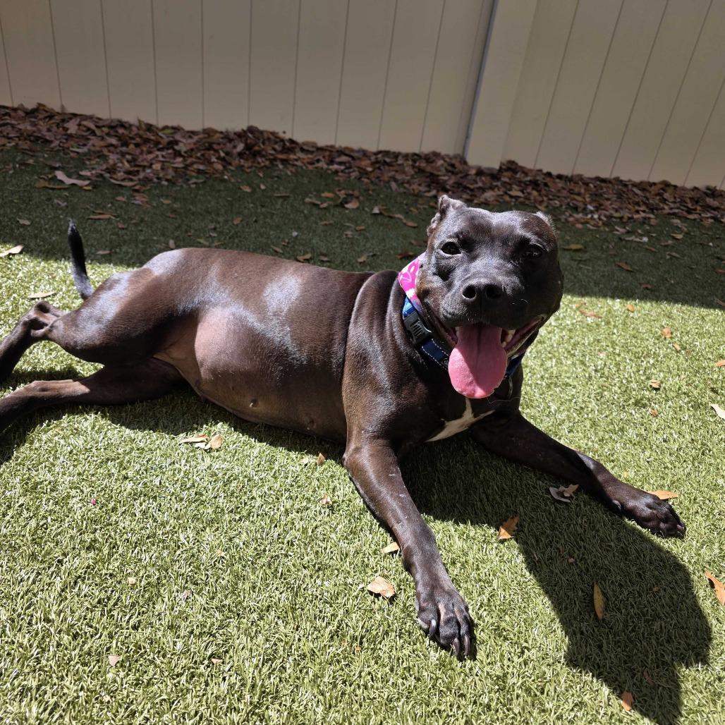 Enlarge Ryka, a Adoptable mixed breed in Titusville, FL image 4/6