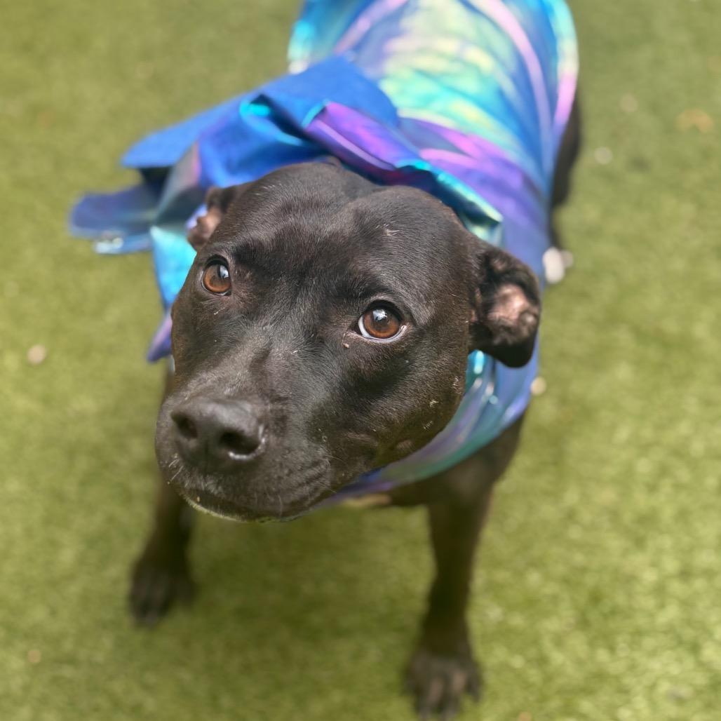 Enlarge Ryka, a Adoptable mixed breed in Titusville, FL image 6/6