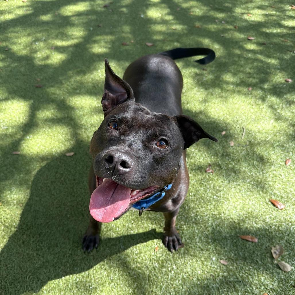 Enlarge Ryka, a Adoptable mixed breed in Titusville, FL image 6/6