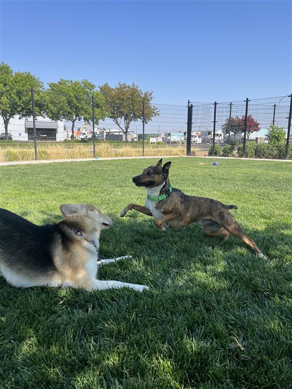 Enlarge Piper Lassie, a Adopted Bull Terrier in Elk Grove, CA image 1/2