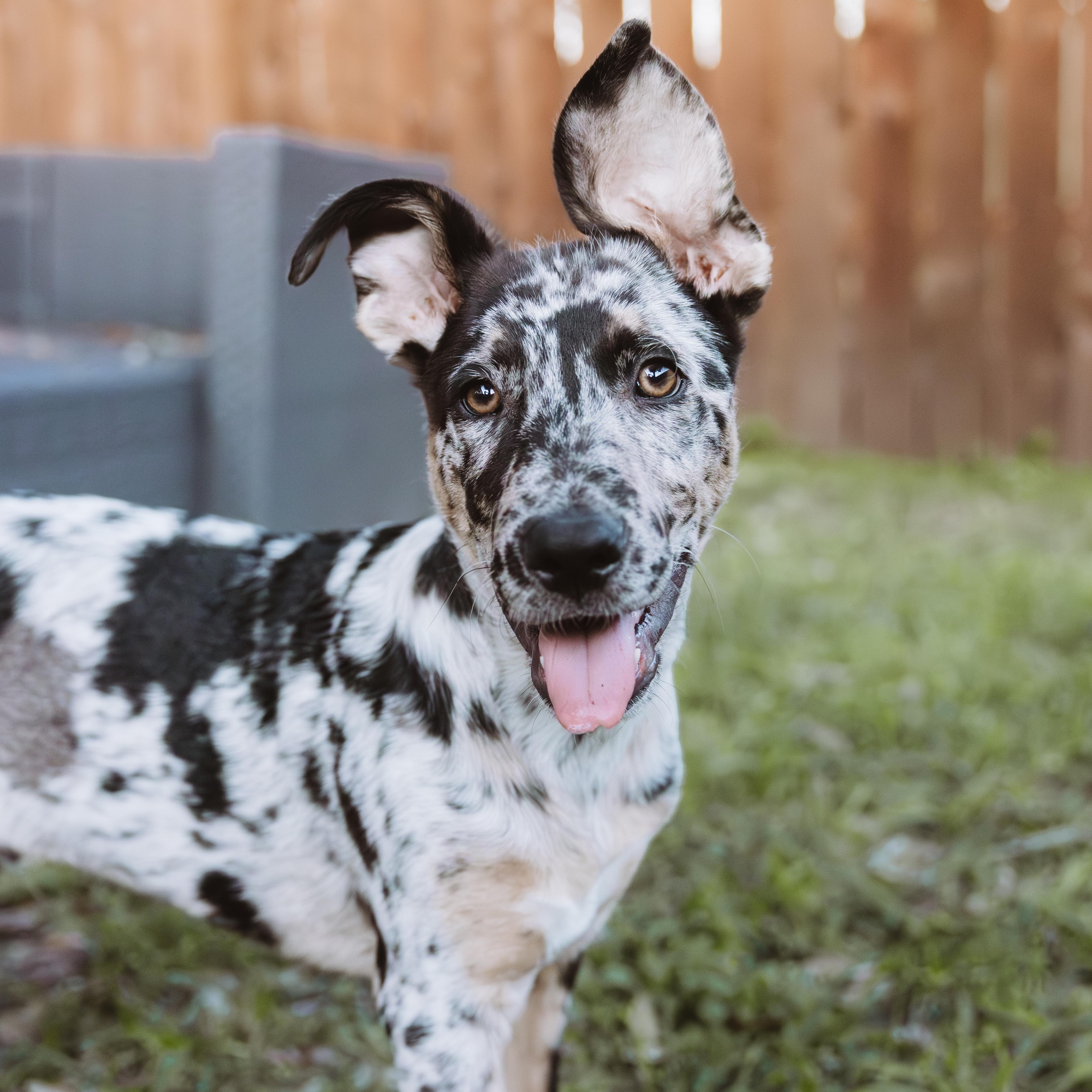 Wally, an adopted mixed breed in Englewood, CO image 1/6