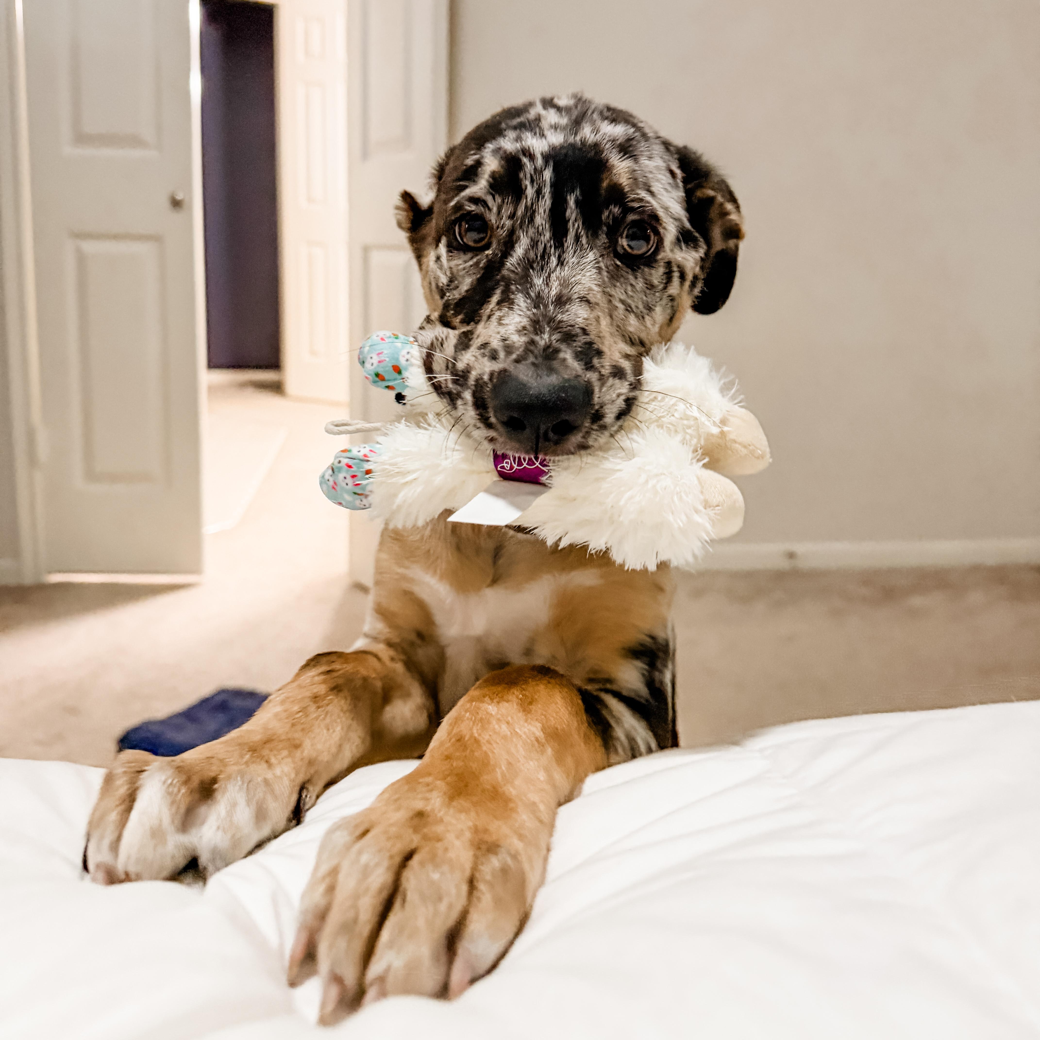 Wally, an adopted mixed breed in Englewood, CO image 3/6