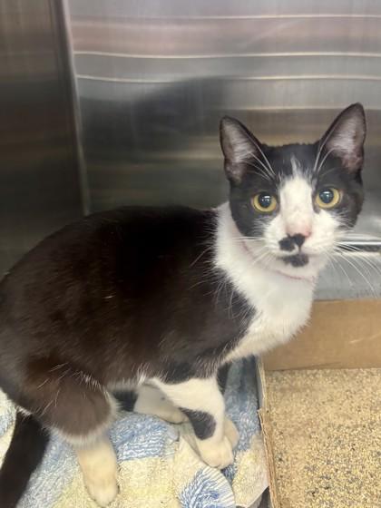 Enlarge Juno, a Adoptable Domestic Short Hair in Georgetown, SC image 1/1