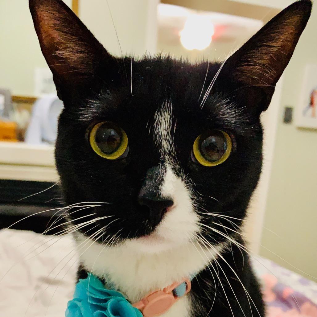 Meadow, a Adoptable Domestic Short Hair in Blue Ridge, GA image 3/5