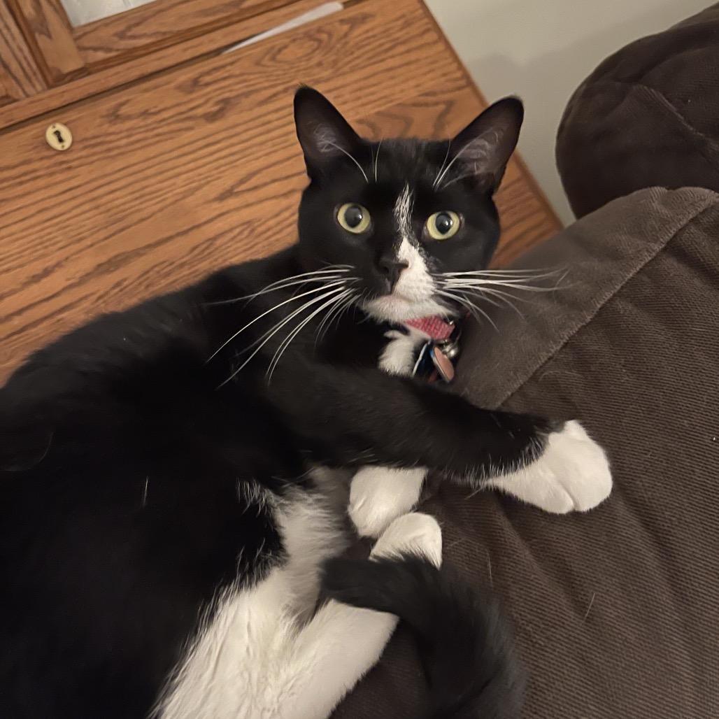 Meadow, a Adoptable Domestic Short Hair in Blue Ridge, GA image 2/5