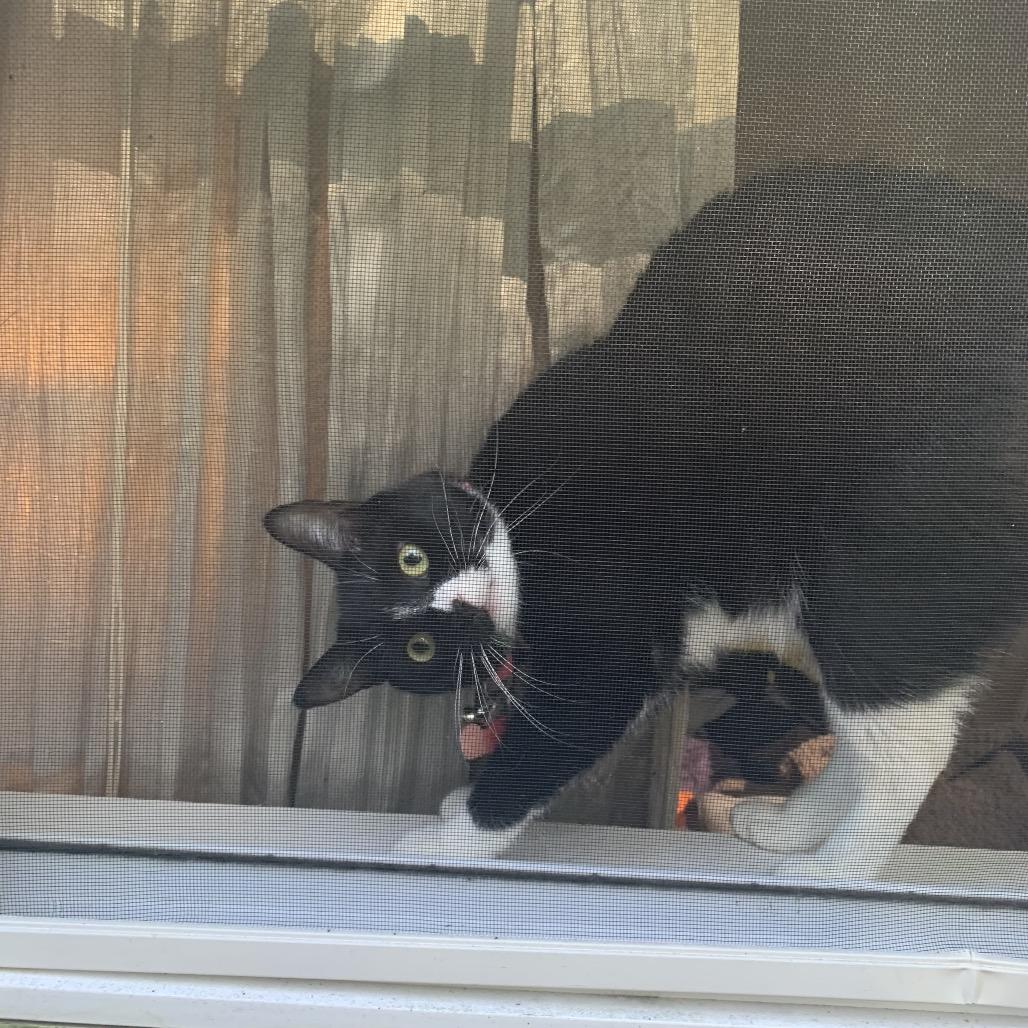 Meadow, a Adoptable Domestic Short Hair in Blue Ridge, GA image 5/5