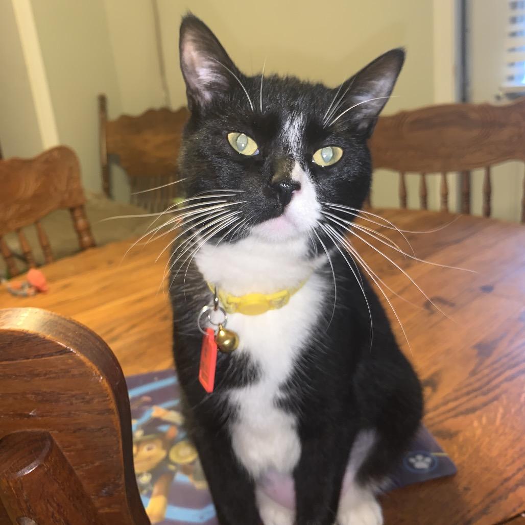 Meadow, Adoptable, Adult Female Domestic Short Hair.