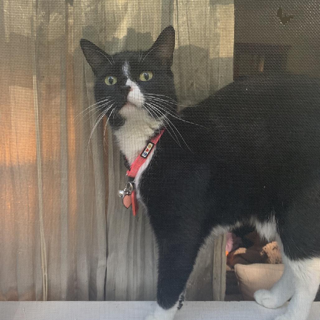 Meadow, a Adoptable Domestic Short Hair in Blue Ridge, GA image 4/5